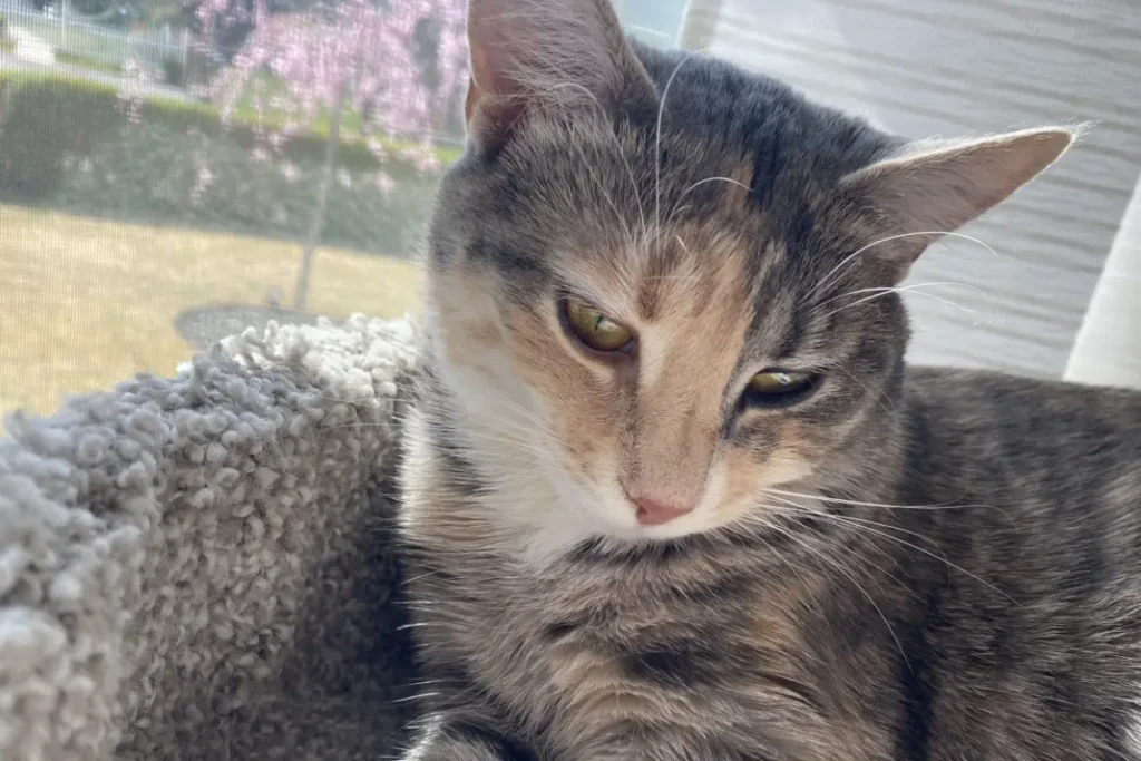 American bobtail tabby cat laying on cat tower next to desk instead of on keyboard.