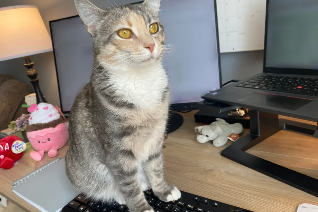 Small American bobtail tabby cat sitting on keyboard.
