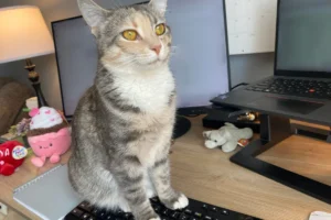 Small American bobtail tabby cat sitting on keyboard.