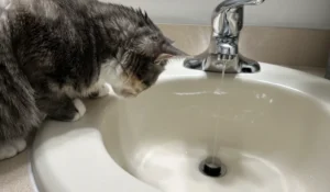 Tabby cat sitting on sink looking at faucet that is turned on.
