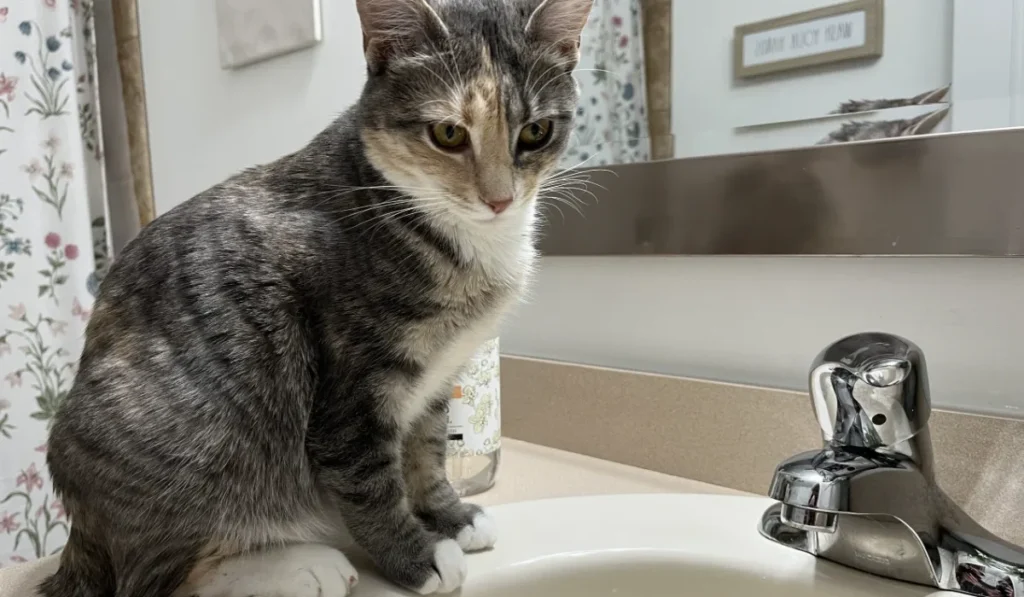 Cat sitting on sink looking down at faucet