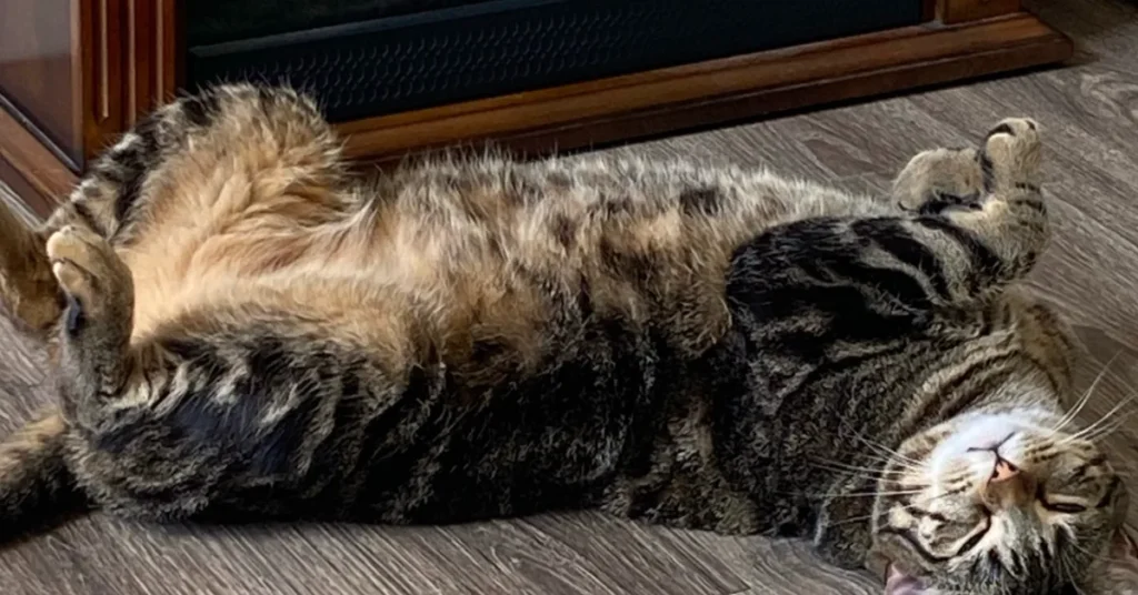 Tabby cat laying in front of electric fireplace demonstrating how much cats like fireplaces