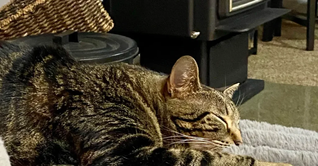 Tabby cat laying on couch in front of wood burning stove demonstrating how much cats love fireplaces