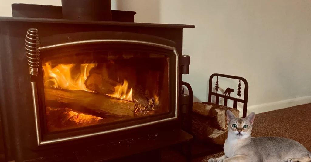 Cat laying in front of fireplace