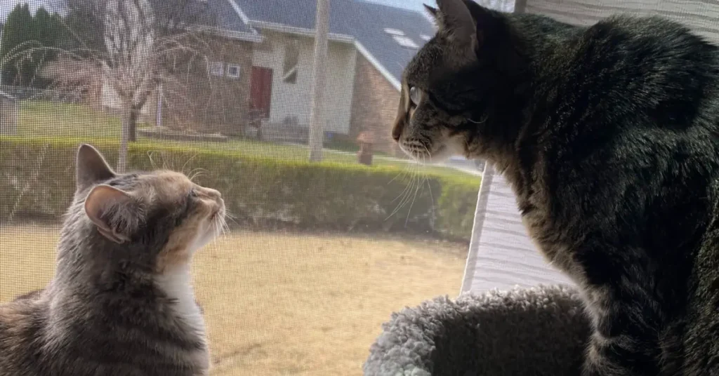 Kitten sitting on windowsill of open windwo looking at adult cat sitting on cat tower in office while owner works from home
