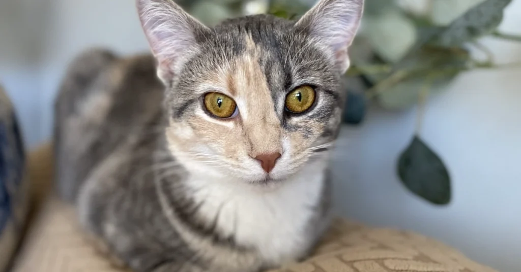 American Bobtail cat laying on top of couch with decorative leaves behind