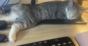American Bobtail laying under laptop on desk demonstrating working from home with cats
