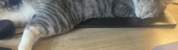 American Bobtail laying under laptop on desk demonstrating working from home with cats