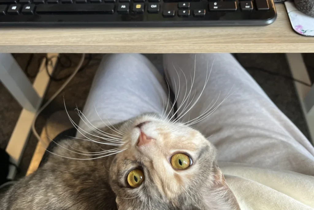 American bobtail tabby cat sitting on lap in front of keyboard on desk while working from home.