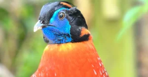 Exotic bird representing bird flu risk in indoor cats.