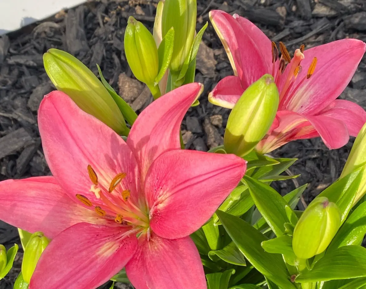 Asiatic lily which is toxic to cats