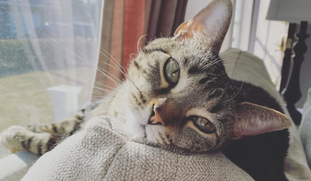 Tabby cat laying on top of couch looking at camera