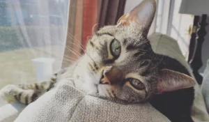 Tabby cat laying on top of couch looking at camera