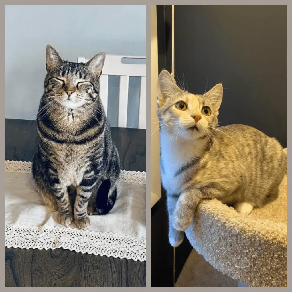 Split photo: Tabby cat on left squinting at camera and American Bobtail on right sitting on cat tower