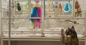 Cat standing up on back legs putting paw up on bird cage