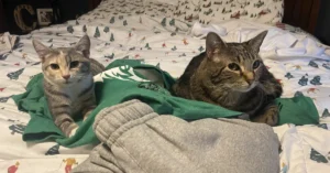 Adult cat laying on bed with back facing new kitten