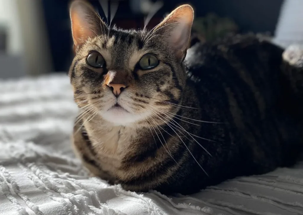 Tabby cat laying on bed looking up