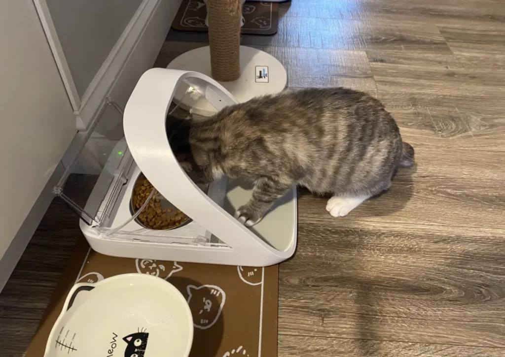 Kitten eating out of a SureFeed cat microchip feeder
