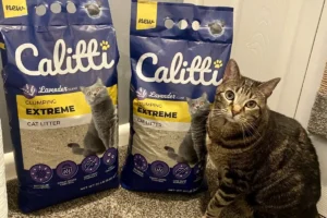 Tabby cat sitting next to two bags of Calitti Extreme Clumping Cat Litter
