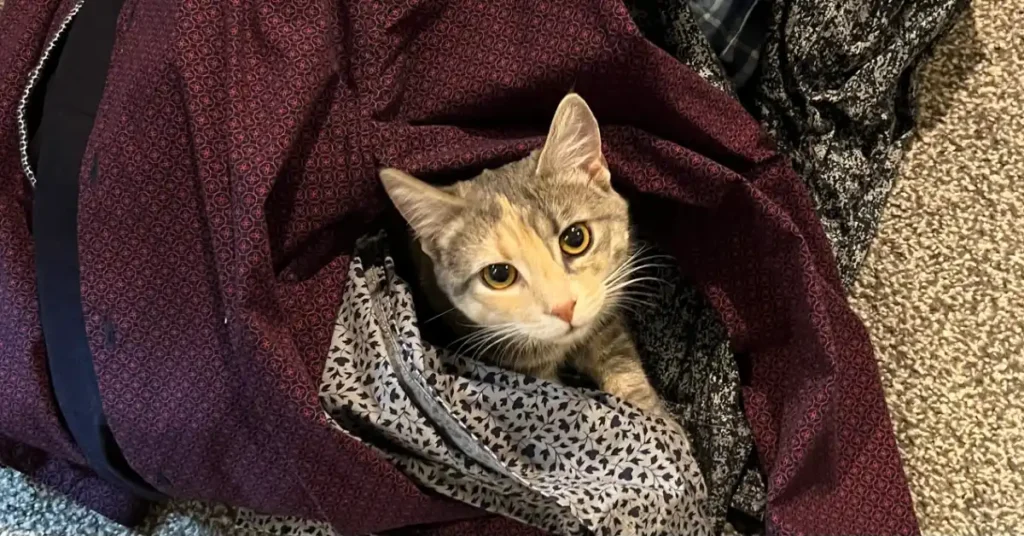 American Bobtail cat laying on dress shirts
