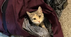 American Bobtail cat laying on dress shirts