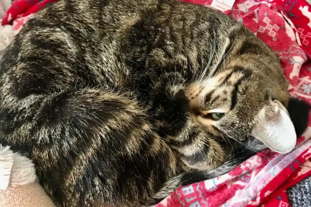 Tabby cat laying on top of red clothes