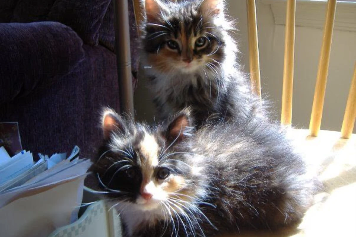 Two young kittens sitting on chair
