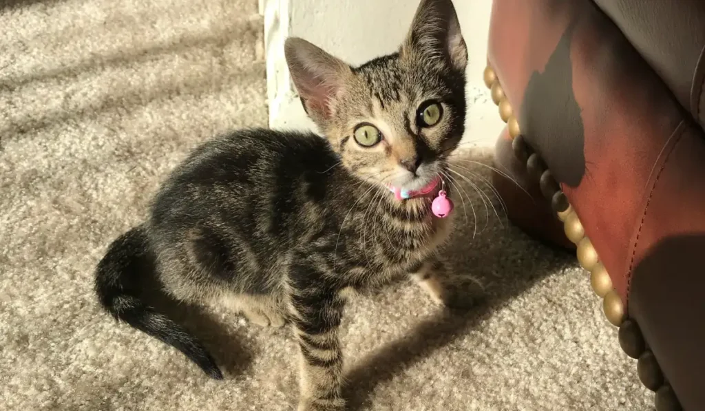 Tabby kitten sitting next to ottoman in apartment