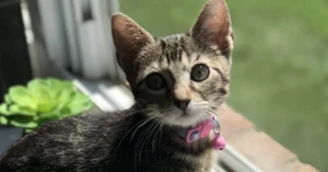 Kitten sitting on windowsill with artificial plant next to it