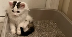 Kitten sitting inside dusty clay litter that is bad for cats with respiratory conditions