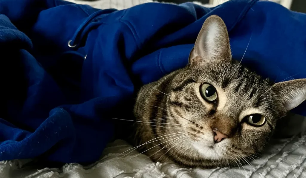 Tabby cat laying under blue sweatshirt on bed