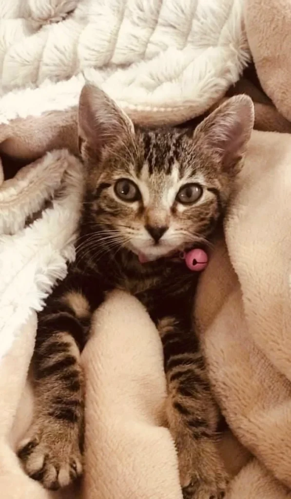 Little tabby kitten surrounded by blanket