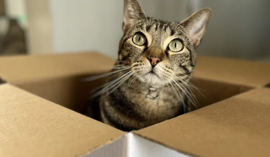Tabby cat sitting inside open box