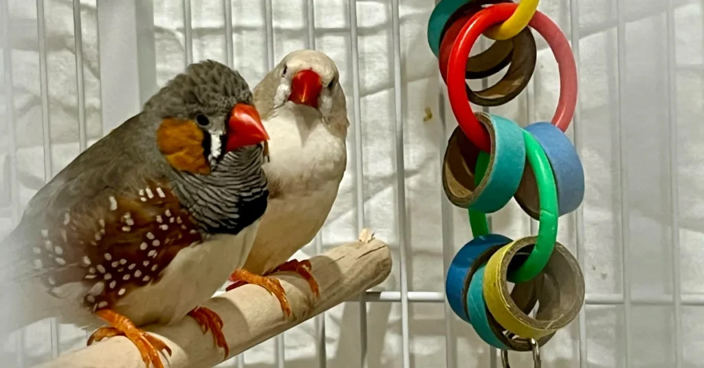 Two zebra finches sitting next to each other on a perch, showing cats can live with birds.