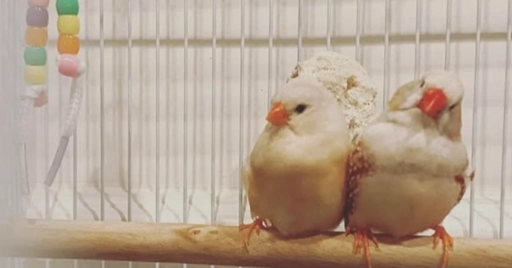 Two finches sitting on a perch next to each other, showing cats can live with birds