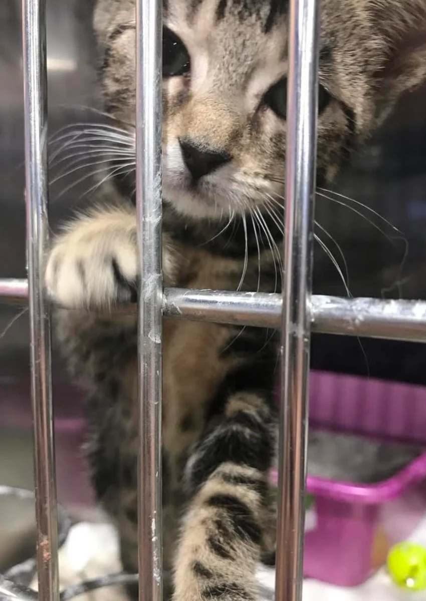 Kitten standing up with paw on cage