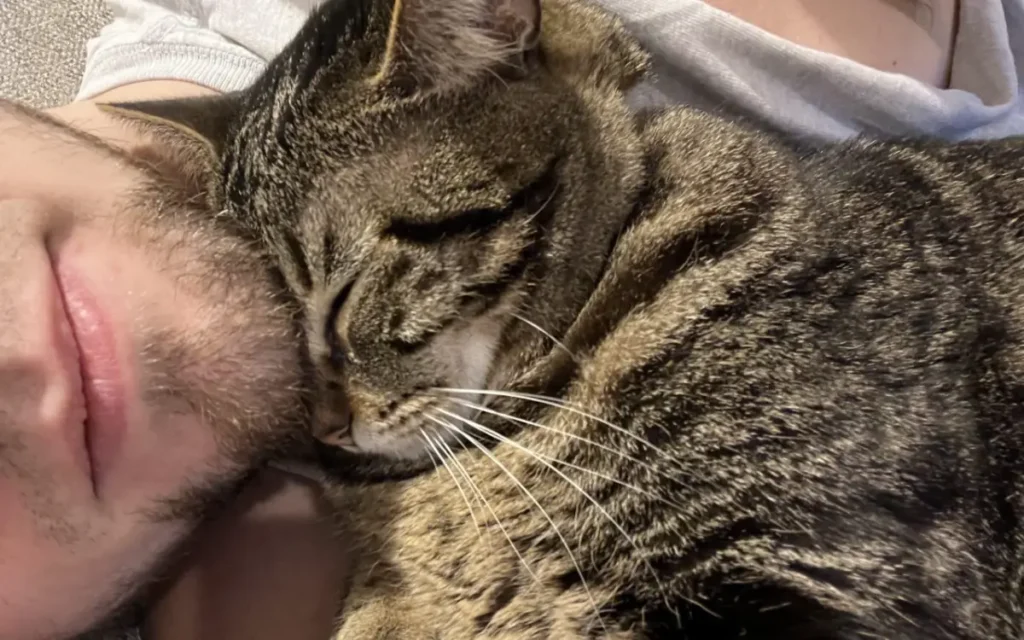 Tabby cat rubbing up against owner's beard with eyes closed, showing that cats love beards.