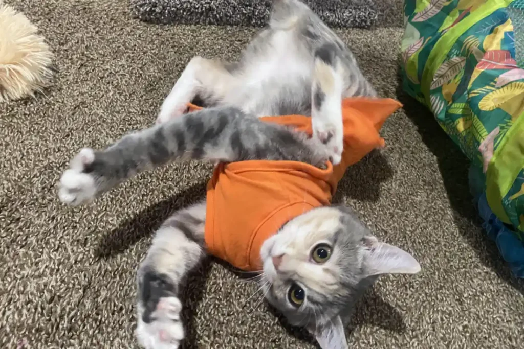 American Bobtail cat rolling on the floor like a dog