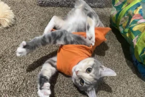 American Bobtail cat rolling on the floor like a dog