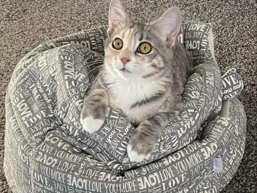 American Bobtail cat sitting on top of bed looking up acting like a dog