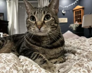 Tabby cat laying on bed with hair tie