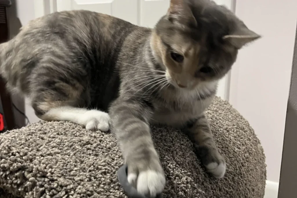 Cat playing with hair tie on top of cat tower