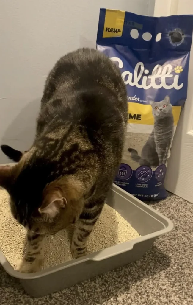 Tabby cat sifting through Calitti Extreme Clumping Cat Litter