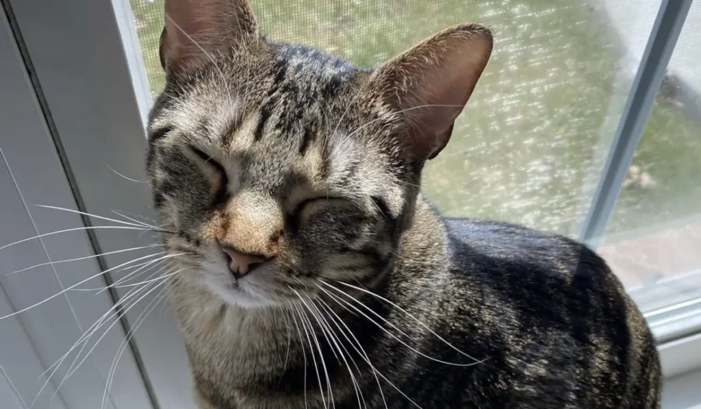 Tabby cat squinting outside of window showing the importance of keeping cats indoors to protect against bird flu