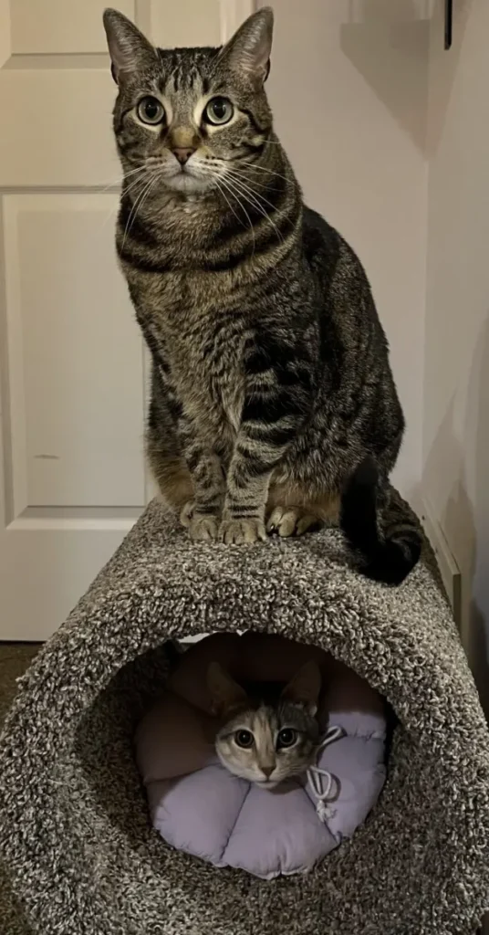 Adult cat sitting on top of cat tunnel with kitten inside the tunnel