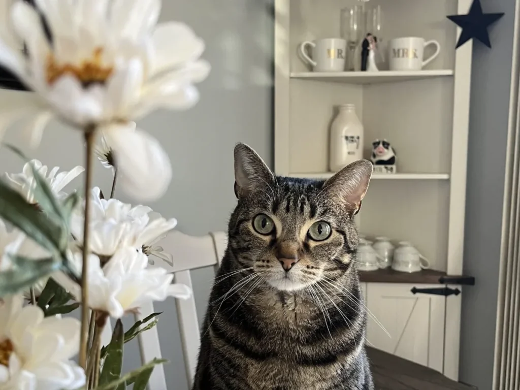 Tabby cat sitting on kitchen table next to artificial flowers which are safe for cats