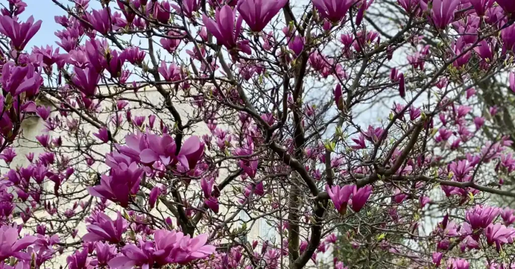 Magnolia flowers which are safe for cats