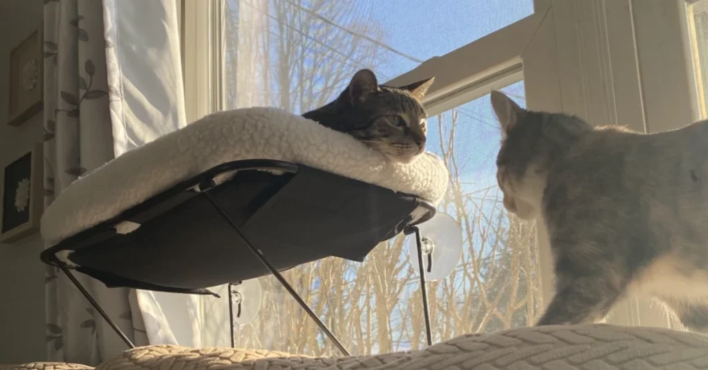 Adult cat sitting on top of window perch while kitten approaches