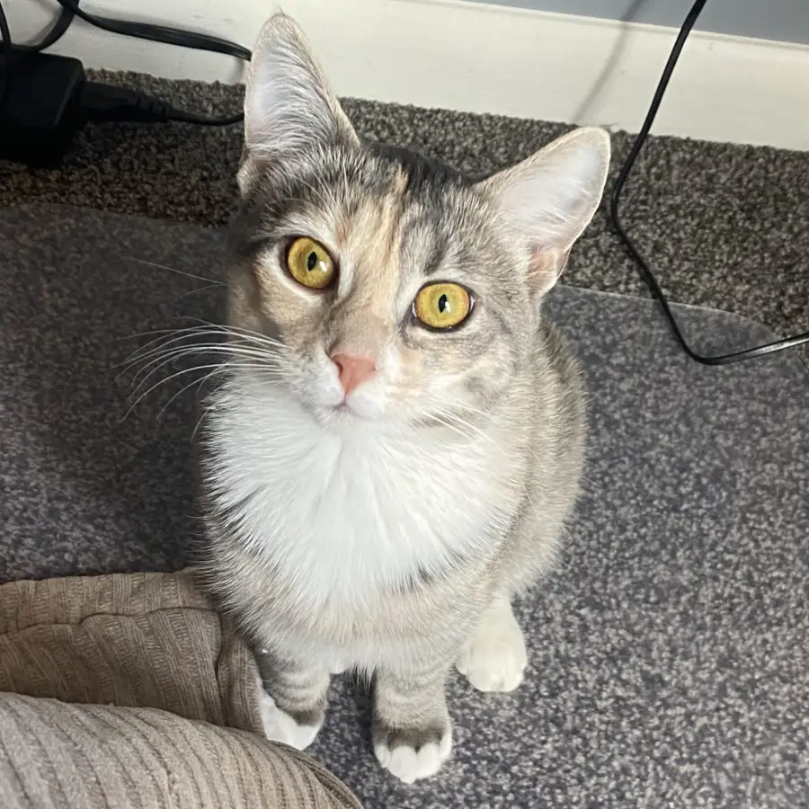 American Bobtail cat sitting on floor looking up at camera