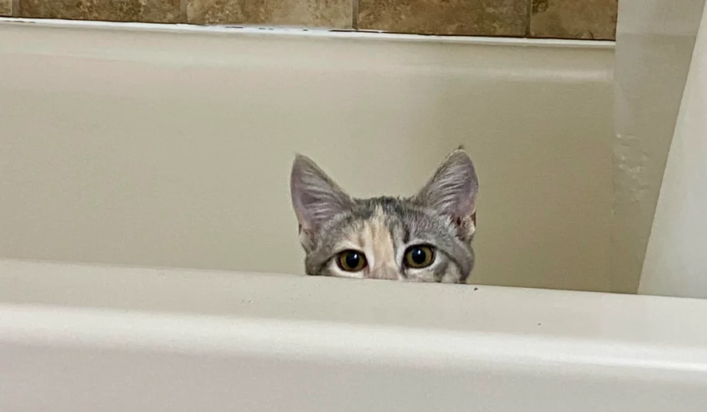Cat peeking up from over bathtub where you can clean a cat's litter box in an apartment